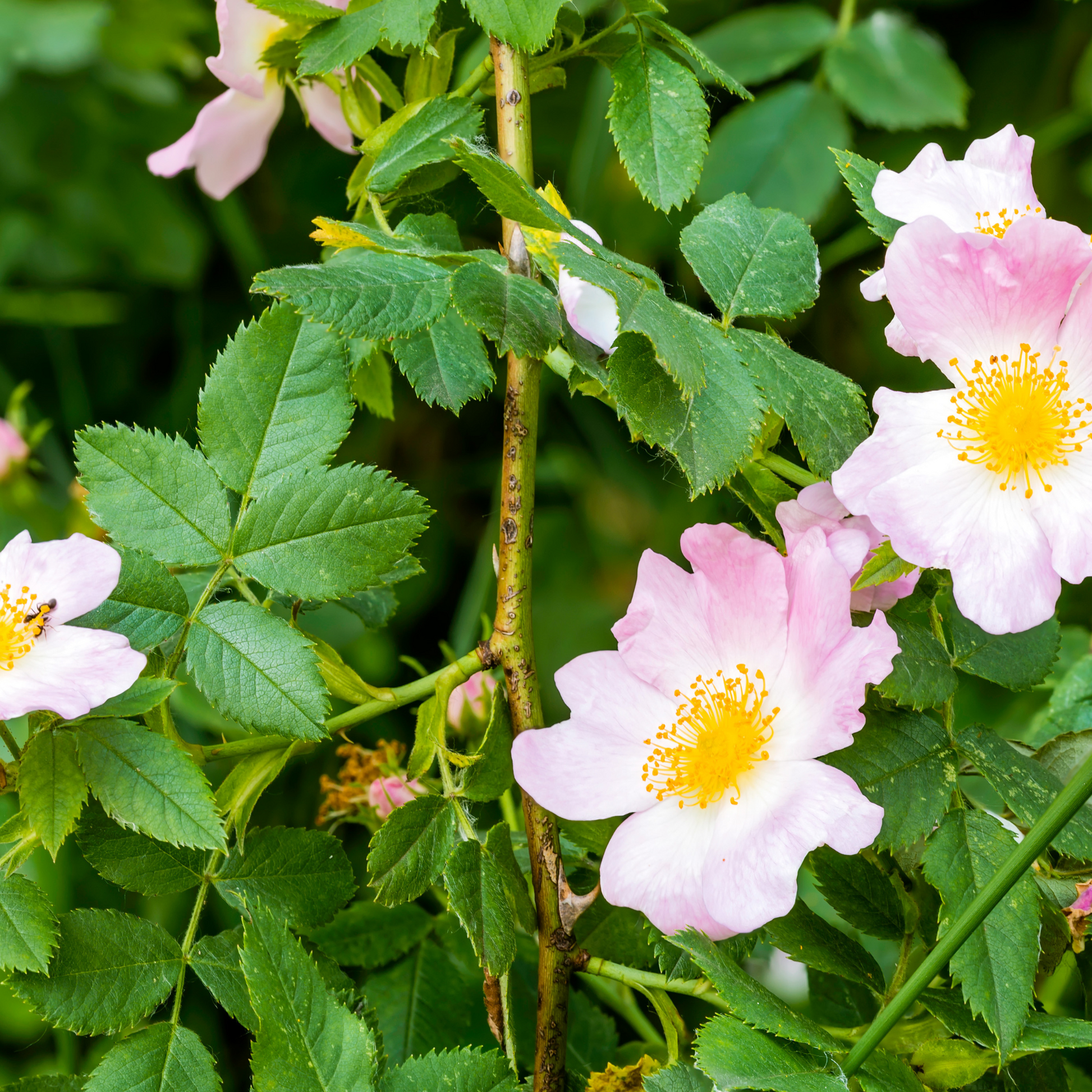 Eglantier (Rosa Canina)