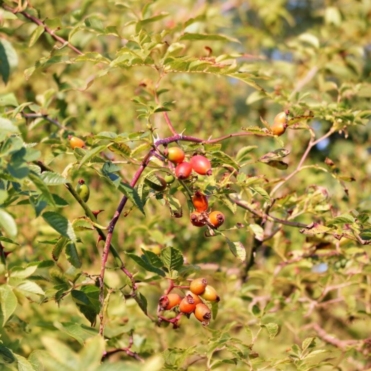 Baies de Rosa Canina (Eglantier)